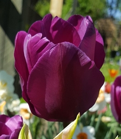 Tulipan Purple Prince 8 løg